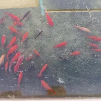 ماهی  قرمز  مولد