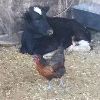 5 عدد گوساله نر گیلدورگ