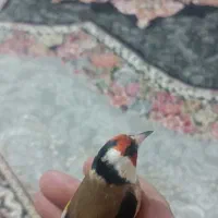 سهره غریب نر