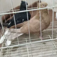 طوقی صحرای نباشد  و دم سفید|پرنده|همدان, |دیوار