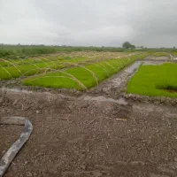 بذر شالی فروشی
