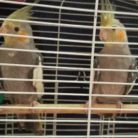 فروش|پرنده|شفت, |دیوار