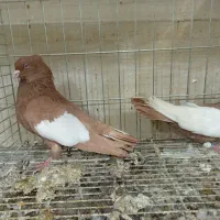 کبوتر یک کت سفید