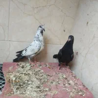 ی جفت جوجه کفتر