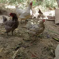 مرغ و خروس محلی|حیوانات مزرعه|هشتگرد, قاسم آباد بزرگ|دیوار