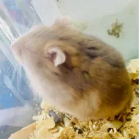 خوکچه و همستر|موش و خرگوش|چابکسر, |دیوار