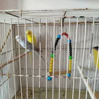 یک جفت مرغ عشق