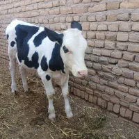گوساله ماده