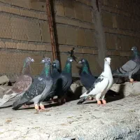 ده تا کبوتر بوم پرشی