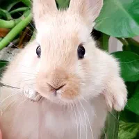 خرگوش|موش و خرگوش|اصفهان, طاحونه|دیوار