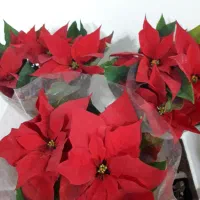 شارژ جدید گلهای گلکده ی ارکیده...