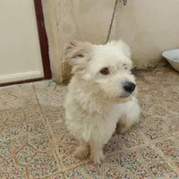 فروش سگ شیتزو فوری فوری|سگ|پرند, فاز ۴|دیوار