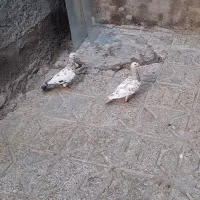 تعدادی جفت گاه به شرط تخم و جوجه عتیقه