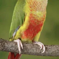 گرینچیک بسیار باادب و دستی