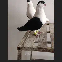 کفتر|پرنده|پاکدشت, حصار امیر|دیوار