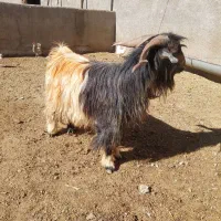 چپش نر|حیوانات مزرعه|شهرکرد, |دیوار