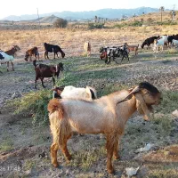 نری چاق بالا فروشی