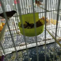 فنچ بنگالی گلدین|پرنده|مشهد, انقلاب|دیوار