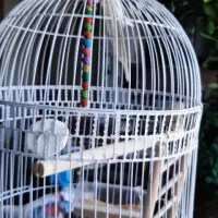 عروس هلندی نر