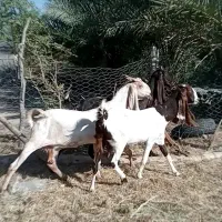 سه عدد بزگوش بلنده همچی تمام پوزه عقابی