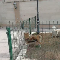 حفاظ ساختمان، فنس باغی، حصار|مصالح و تجهیزات ساختمان|بیرجند, |دیوار