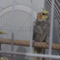 عروس نر و ماده