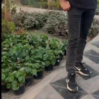 تعویض گلهای باغچه