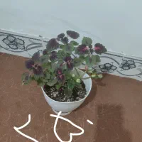 گل وگیاه|گل و گیاه طبیعی|زابل, |دیوار