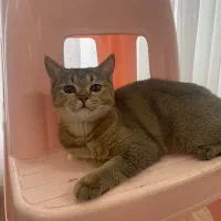 گربه بریتیش بلک گلدماده