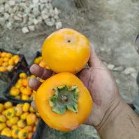 فروش خرمالو سر درختی  درشت و با کیفیت