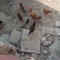 پنج عدد جوجه محلی|حیوانات مزرعه|خمک, |دیوار