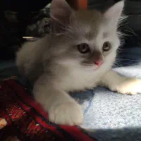 گربه خانگی دوماهه