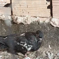 کفتر|پرنده|مشهد, بهمن|دیوار