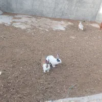 خرگوش فروشی|موش و خرگوش|فردوس (خراسان), |دیوار