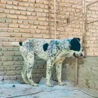 سگ آلابای روسیه|سگ|رضویه, |دیوار