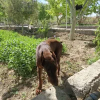 دوبرمن