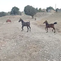 کره اسب مادیون|اسب و تجهیزات اسب‌سواری|شیراز, شاهچراغ|دیوار