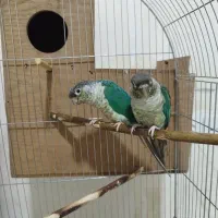 ۳جفت گیرینچیک مولد|پرنده|پاکدشت, پاکدشت (مامازند)|دیوار