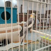 عروس هلندی|پرنده|تربت جام, عیدی آباد|دیوار