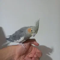 عروس هلندی نر و ماده|پرنده|هشتگرد, سیف آباد|دیوار