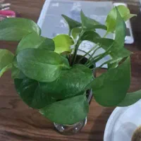 استخدام خانم مجرد برای امور منزل و نظافت