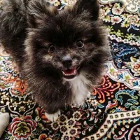 سگ پامر باهوش و خُشگل|سگ|کرمانشاه, |دیوار