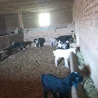 شیشک قوچ ،بره قوچ،میش وبره|حیوانات مزرعه|دورود, |دیوار