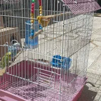 مرغ عشق زیبا