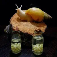 خاویار حلزون