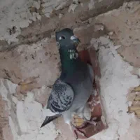 پولک شه پر سفید کاکلی نرغولدور|پرنده|طبس, |دیوار