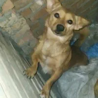 سگ پا کوتاه نر|سگ|دلند, |دیوار