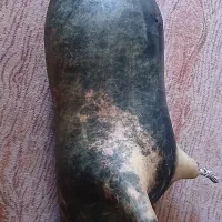 نیهمبون