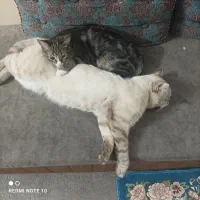 گربه نژاد بریتیش|گربه|یزد, |دیوار