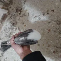 کربلایی ماده|پرنده|شیروان (خراسان), |دیوار